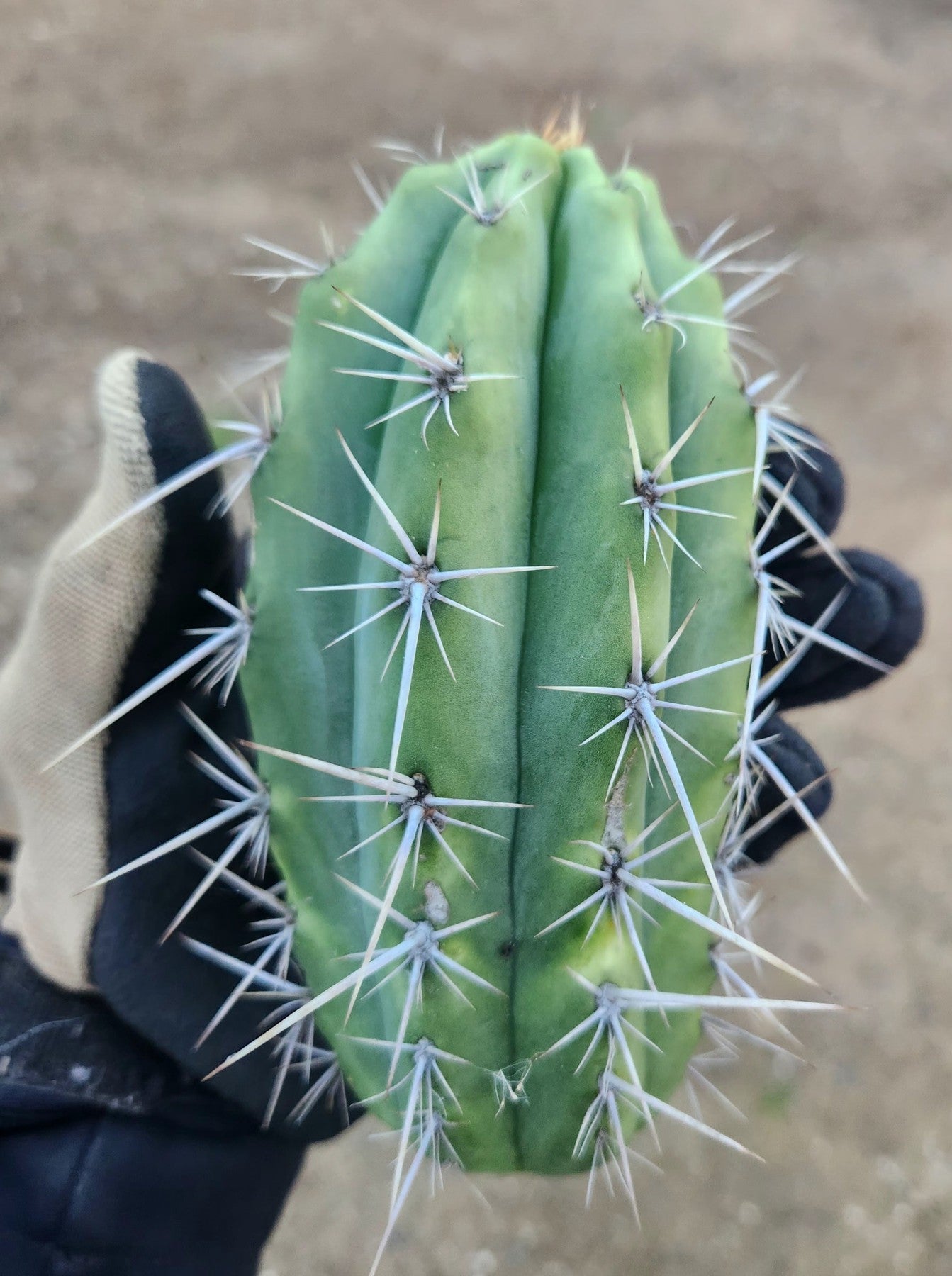 #EC304 EXACT Trichocereus Puquiensis "Linda" Cactus Cutting 5-6"-Cactus - Large - Exact-The Succulent Source