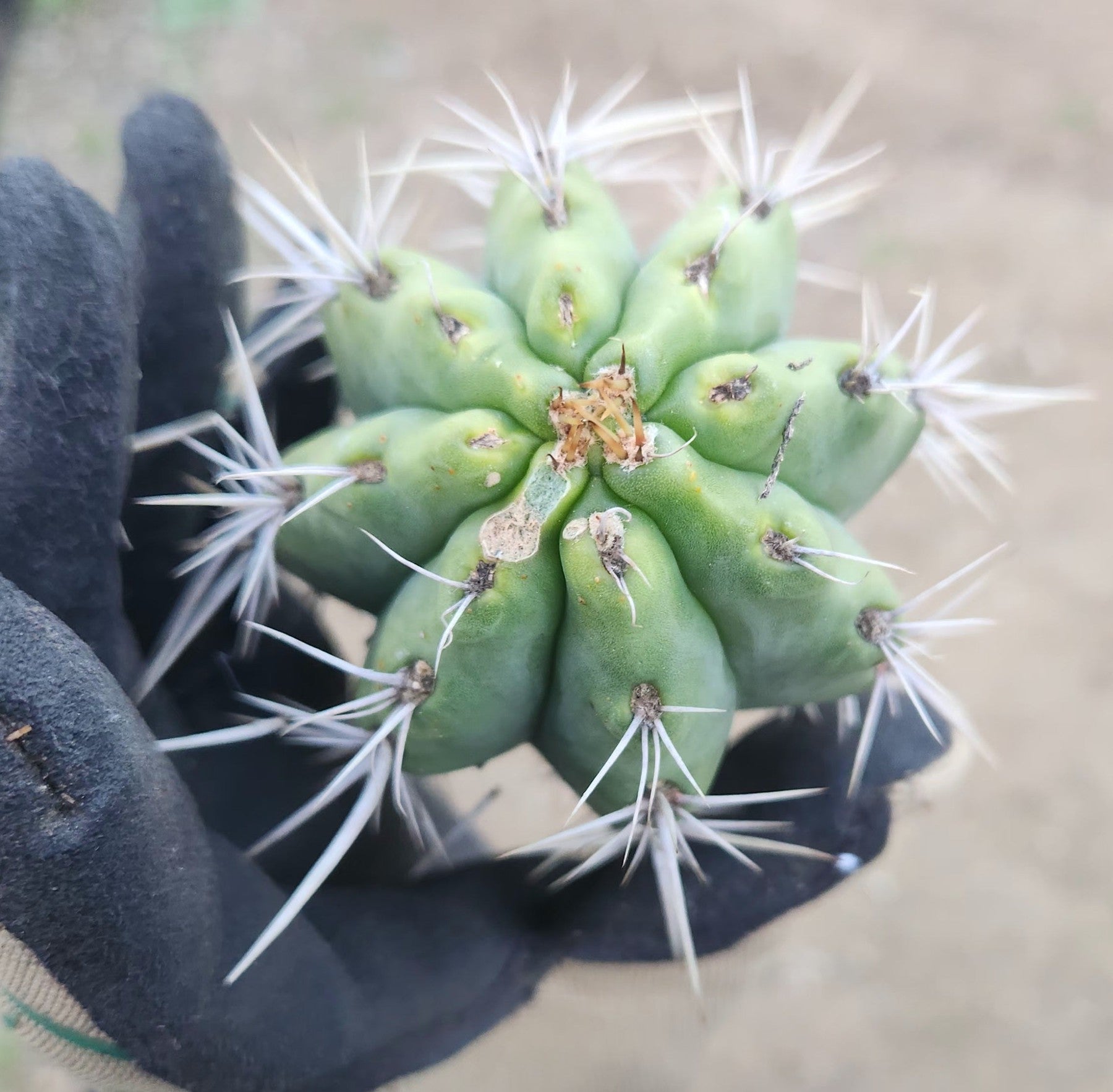 #EC304 EXACT Trichocereus Puquiensis "Linda" Cactus Cutting 5-6"-Cactus - Large - Exact-The Succulent Source