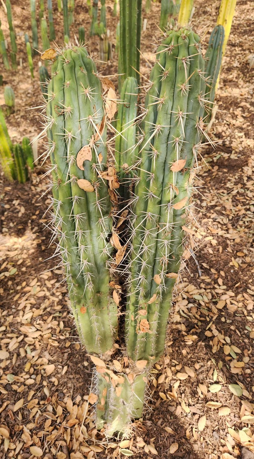 #EC304 EXACT Trichocereus Puquiensis "Linda" Cactus Cutting 5-6"-Cactus - Large - Exact-The Succulent Source