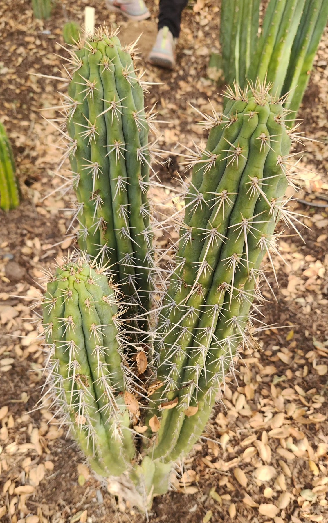 #EC304 EXACT Trichocereus Puquiensis "Linda" Cactus Cutting 5-6"-Cactus - Large - Exact-The Succulent Source