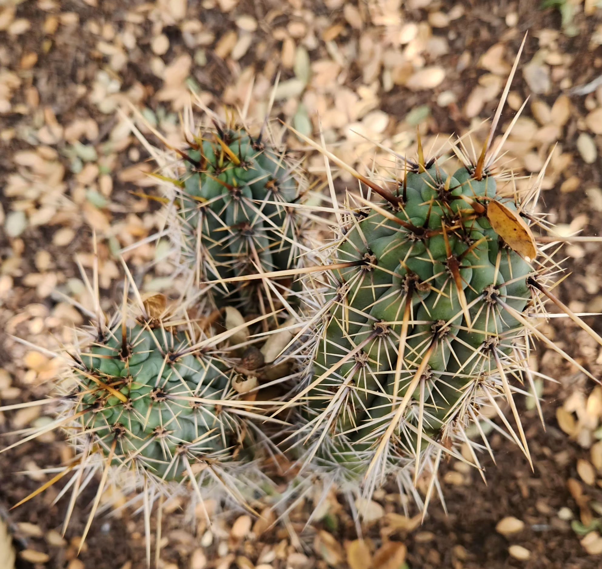 #EC304 EXACT Trichocereus Puquiensis "Linda" Cactus Cutting 5-6"-Cactus - Large - Exact-The Succulent Source