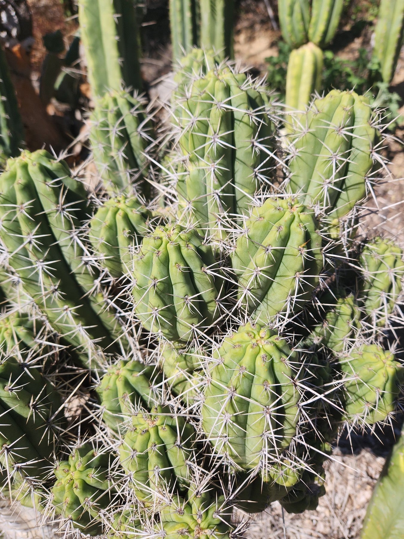 #EC304 EXACT Trichocereus Puquiensis "Linda" Cactus Cutting 6"-Cactus - Large - Exact-The Succulent Source
