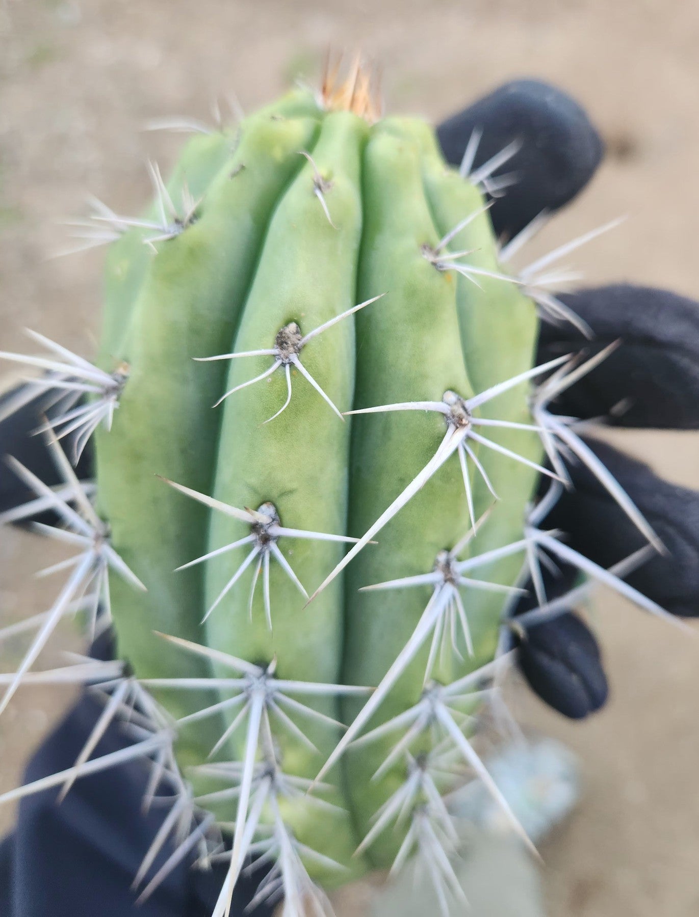 #EC304 EXACT Trichocereus Puquiensis "Linda" Cactus Cutting 5-6"-Cactus - Large - Exact-The Succulent Source