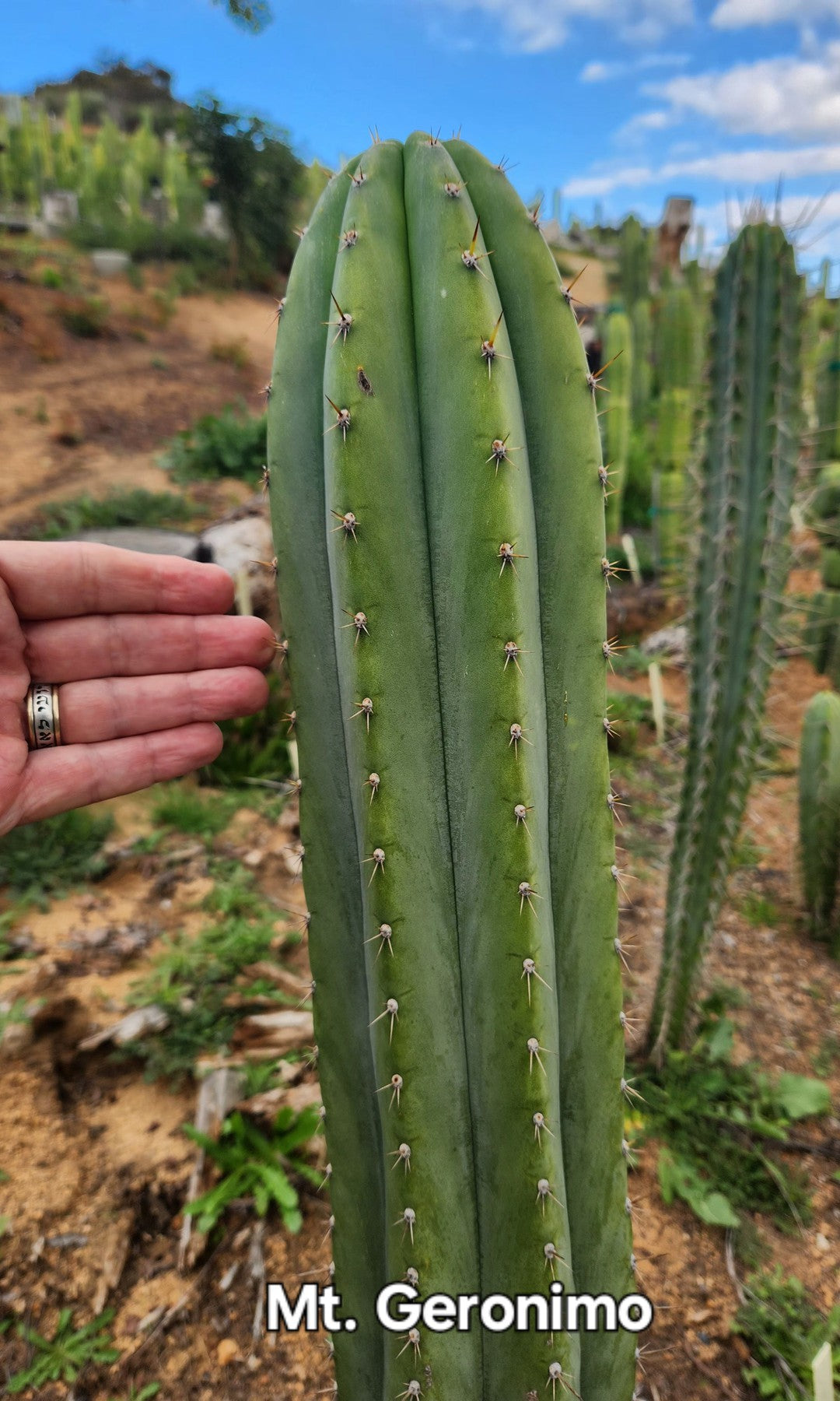 #EC305 EXACT Trichocereus Pachanoi Mt. Geronimo Cactus Cutting 7-8"-Cactus - Large - Exact-The Succulent Source