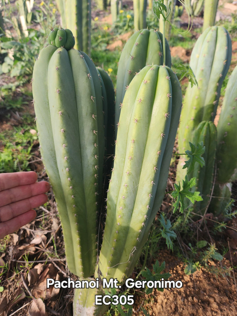 #EC305 EXACT Trichocereus Pachanoi Mt. Geronimo Cactus Cutting 7-8"