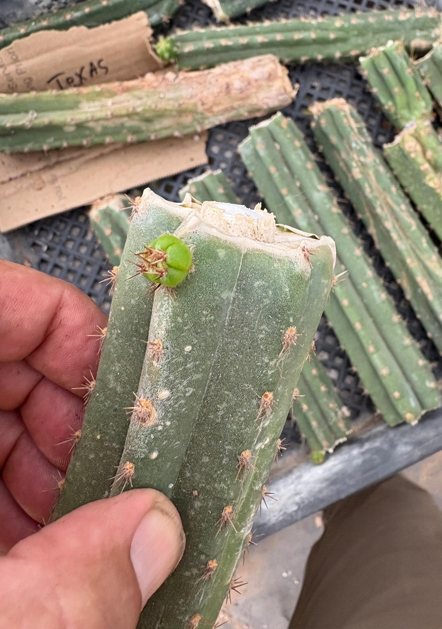 #EC305 Trichocereus Pachanoi Texas Torch Cactus Mid Cutting 8-10”-Cactus - Large - Exact-The Succulent Source