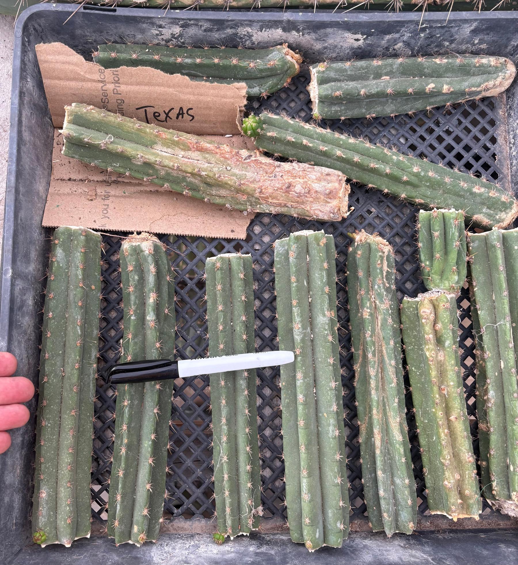 #EC305 Trichocereus Pachanoi Texas Torch Cactus Mid Cutting 8-10”-Cactus - Large - Exact-The Succulent Source