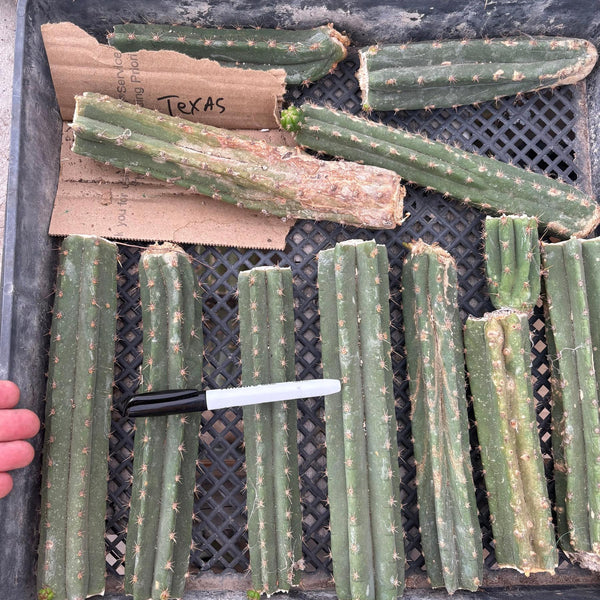 san pedro torch cactus San Pedro Cactus for Sale Trichocereus