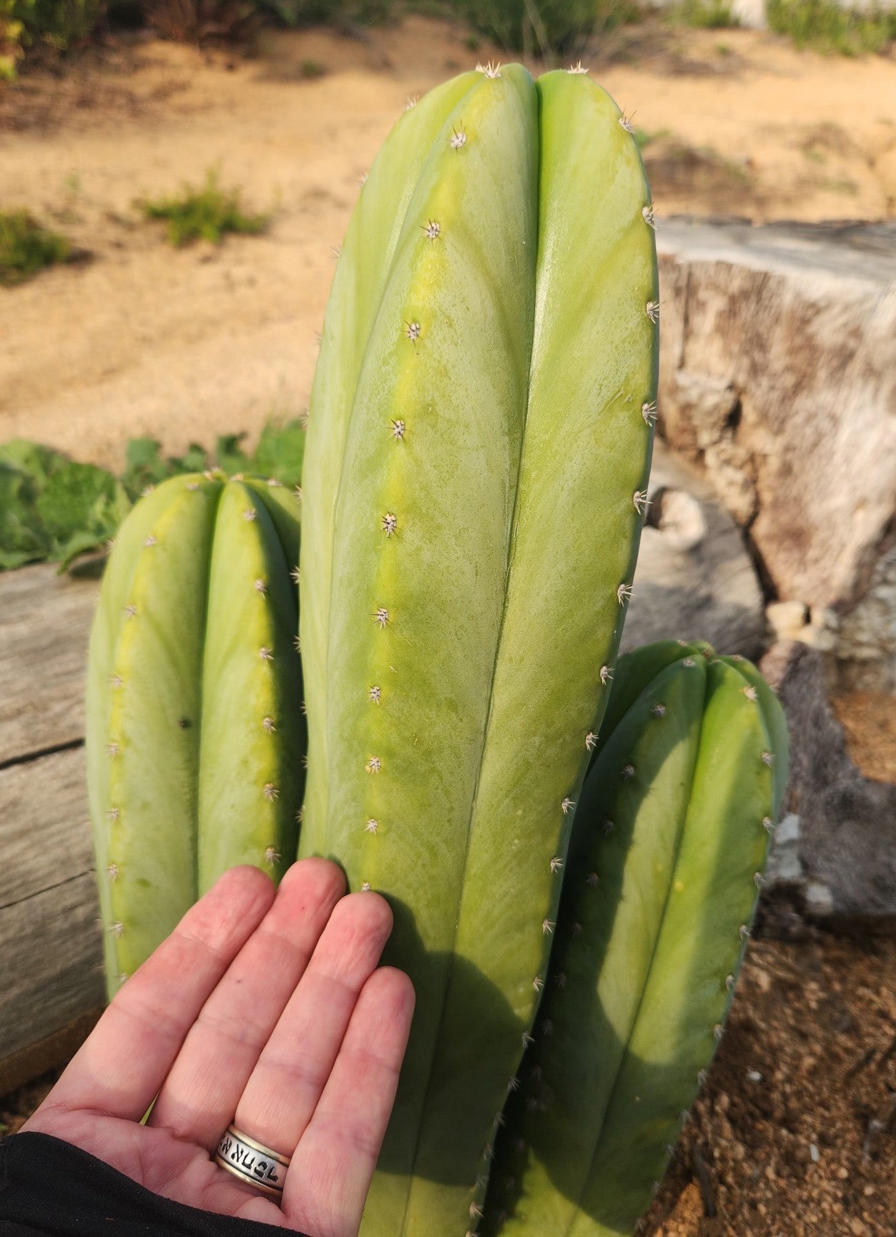 #EC306 EXACT Trichocereus Pachanoi Jessica X Scopulicola Cactus Cutting 8"-Cactus - Large - Exact-The Succulent Source