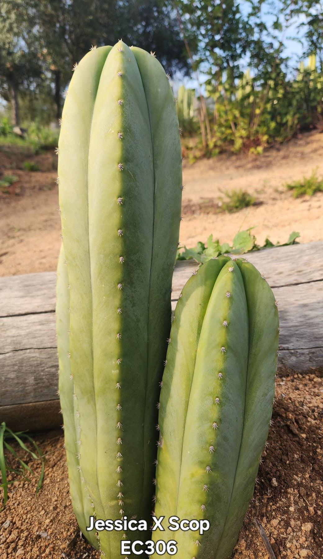 #EC306 EXACT Trichocereus Pachanoi Jessica X Scopulicola Cactus Cutting 8"-Cactus - Large - Exact-The Succulent Source