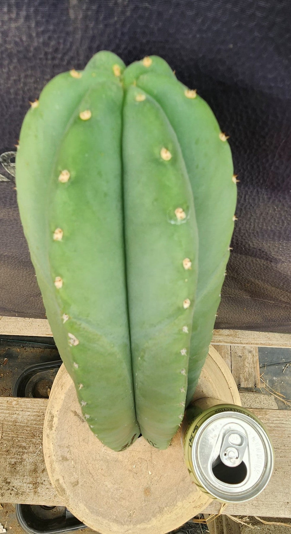 #EC306 EXACT Trichocereus Scopulicola P.N. Cactus Cutting 12"-Cactus - Large - Exact-The Succulent Source