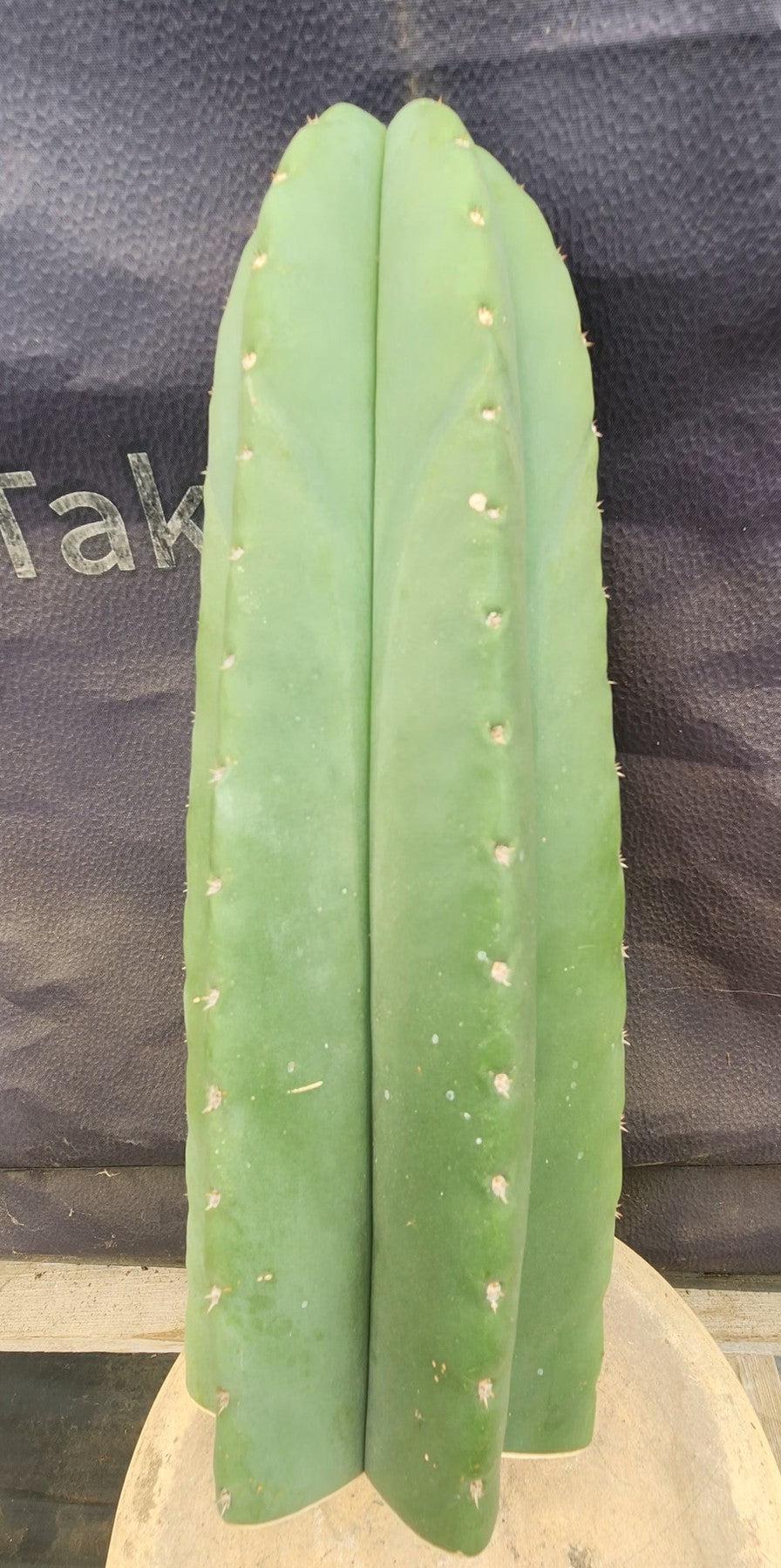 #EC306 EXACT Trichocereus Scopulicola P.N. Cactus Cutting 12"-Cactus - Large - Exact-The Succulent Source