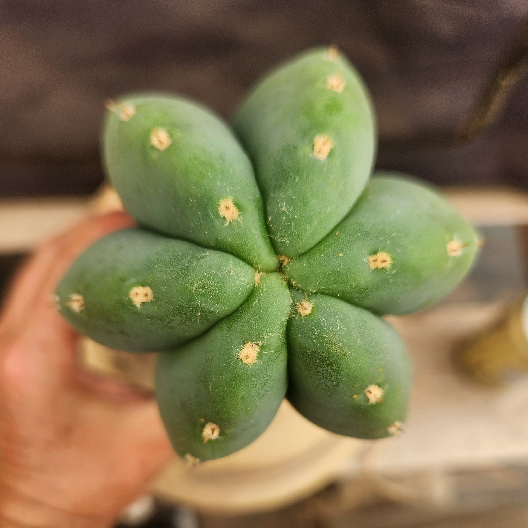 #EC306 EXACT Trichocereus Scopulicola P.N. Cactus Cutting 12"-Cactus - Large - Exact-The Succulent Source