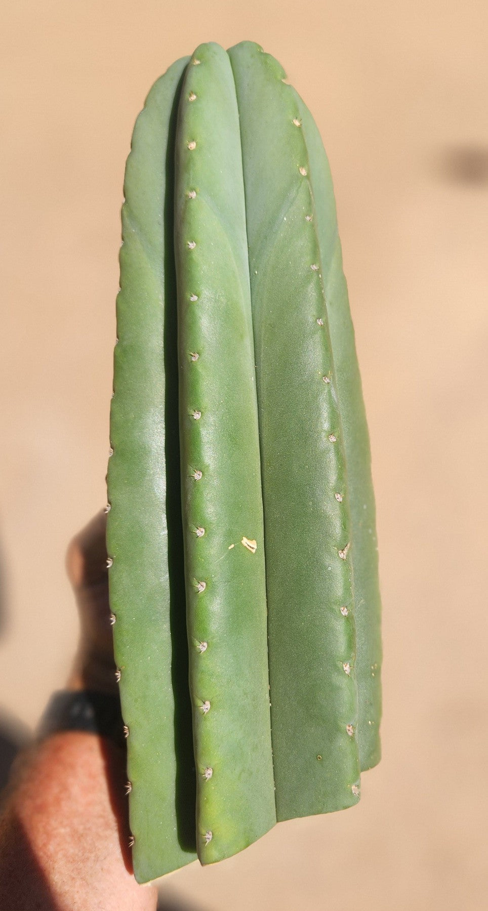 #EC306 EXACT Trichocereus Scopulicola P.N. Cactus Cutting 12"-Cactus - Large - Exact-The Succulent Source