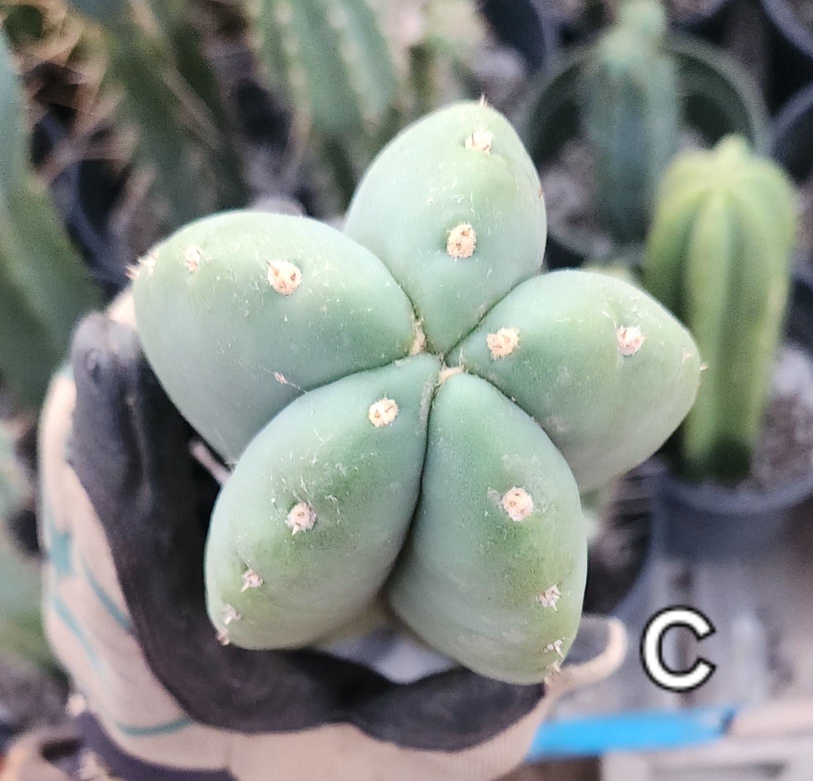 #EC306 EXACT Trichocereus Scopulicola Patrick Noll Cactus Cuttings-Cactus - Large - Exact-The Succulent Source