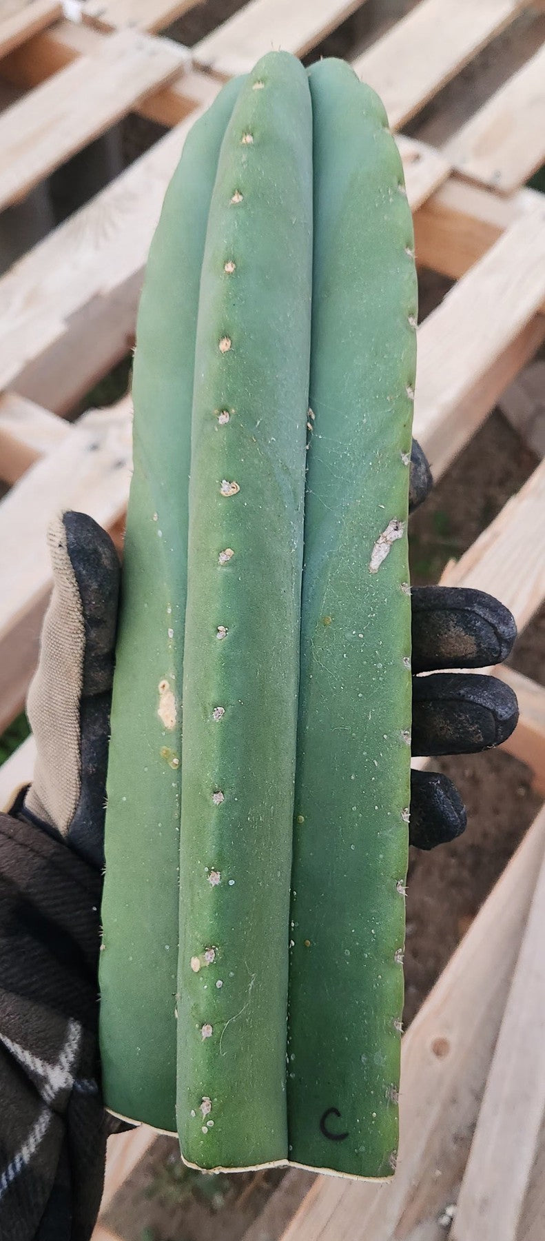 #EC306 EXACT Trichocereus Scopulicola Patrick Noll Cactus Cuttings-Cactus - Large - Exact-The Succulent Source