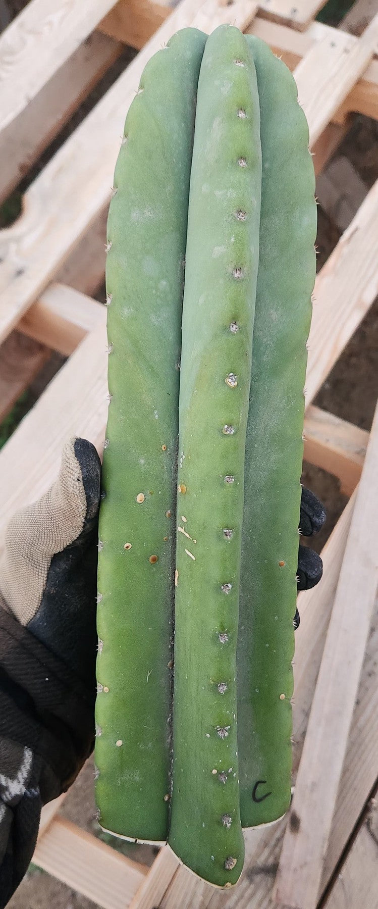 #EC306 EXACT Trichocereus Scopulicola Patrick Noll Cactus Cuttings-Cactus - Large - Exact-The Succulent Source