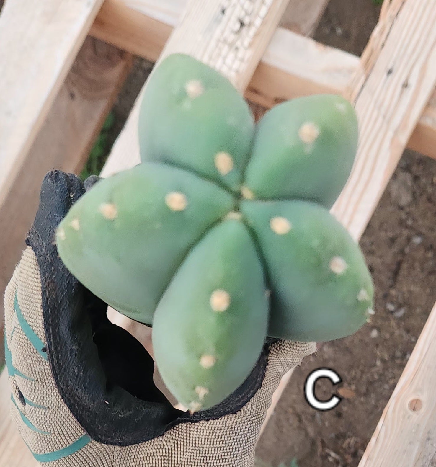 #EC306 EXACT Trichocereus Scopulicola Patrick Noll Cactus Cuttings-Cactus - Large - Exact-The Succulent Source