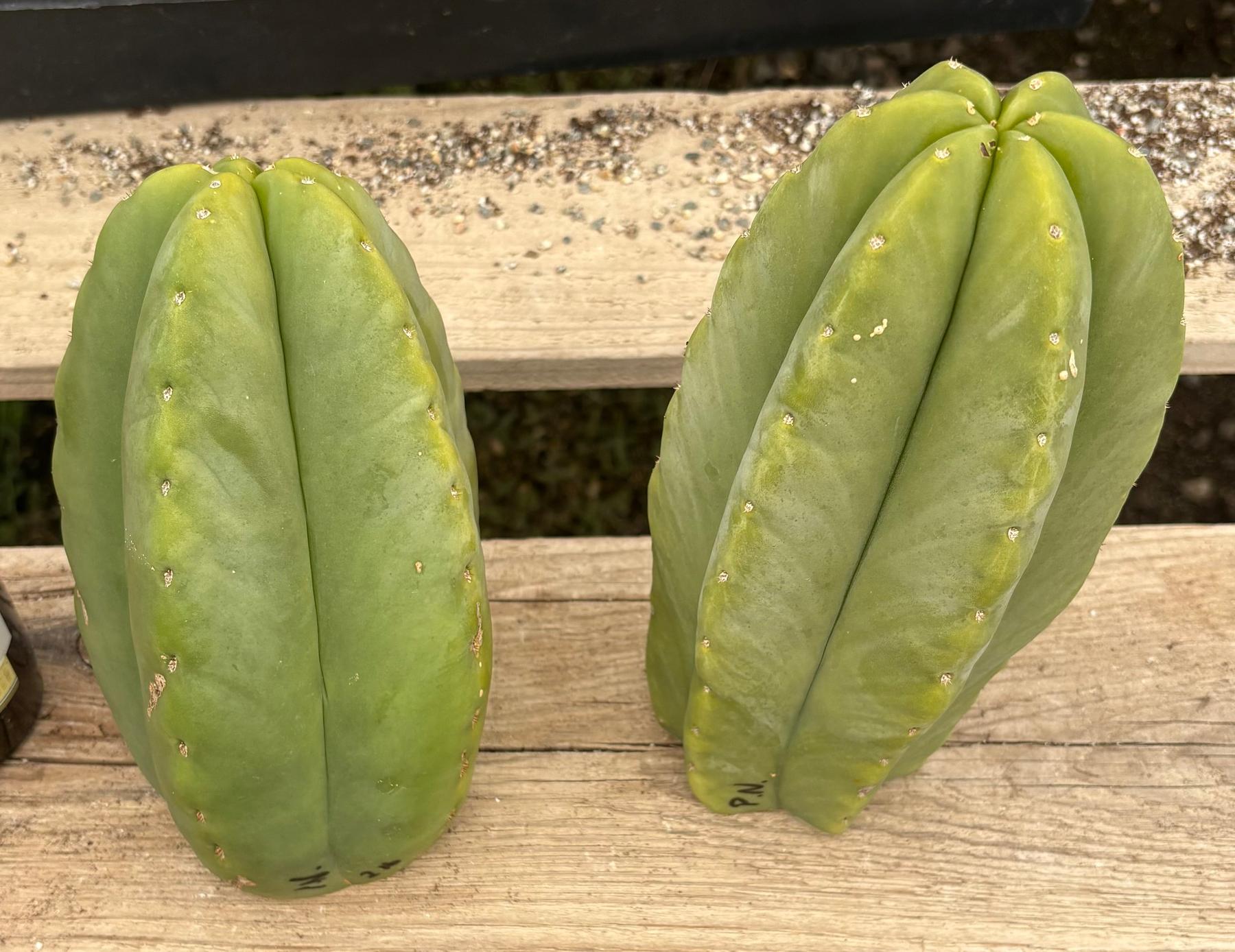 #EC306 EXACT Trichocereus Scopulicola Patrick Noll Cactus Cuttings-Cactus - Large - Exact-The Succulent Source