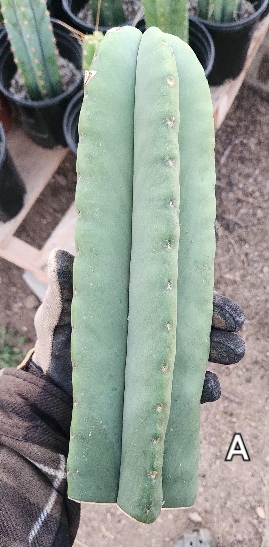 #EC306 EXACT Trichocereus Scopulicola Patrick Noll Cactus Cuttings-Cactus - Large - Exact-The Succulent Source