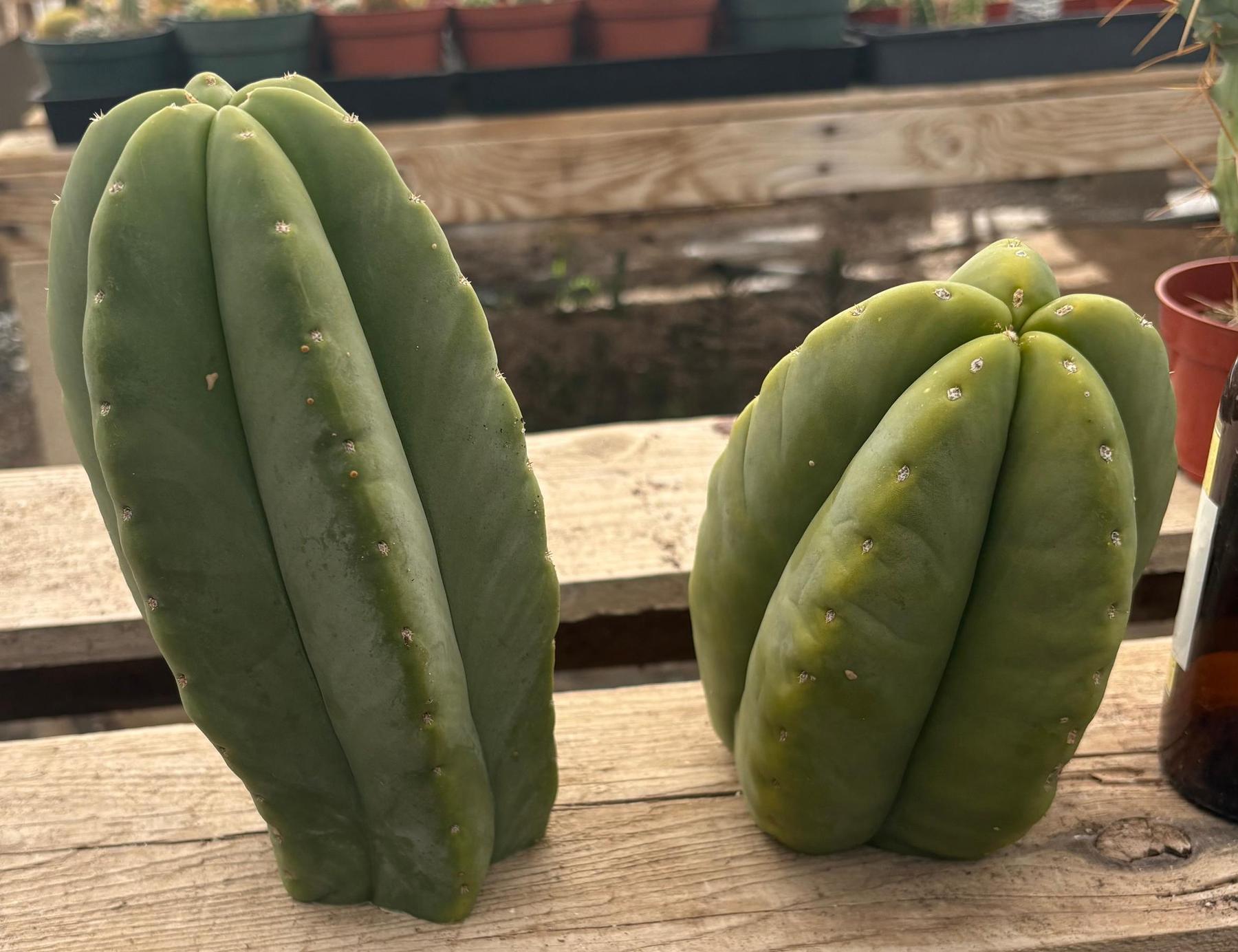 #EC306 EXACT Trichocereus Scopulicola Patrick Noll Cactus Cuttings-Cactus - Large - Exact-The Succulent Source