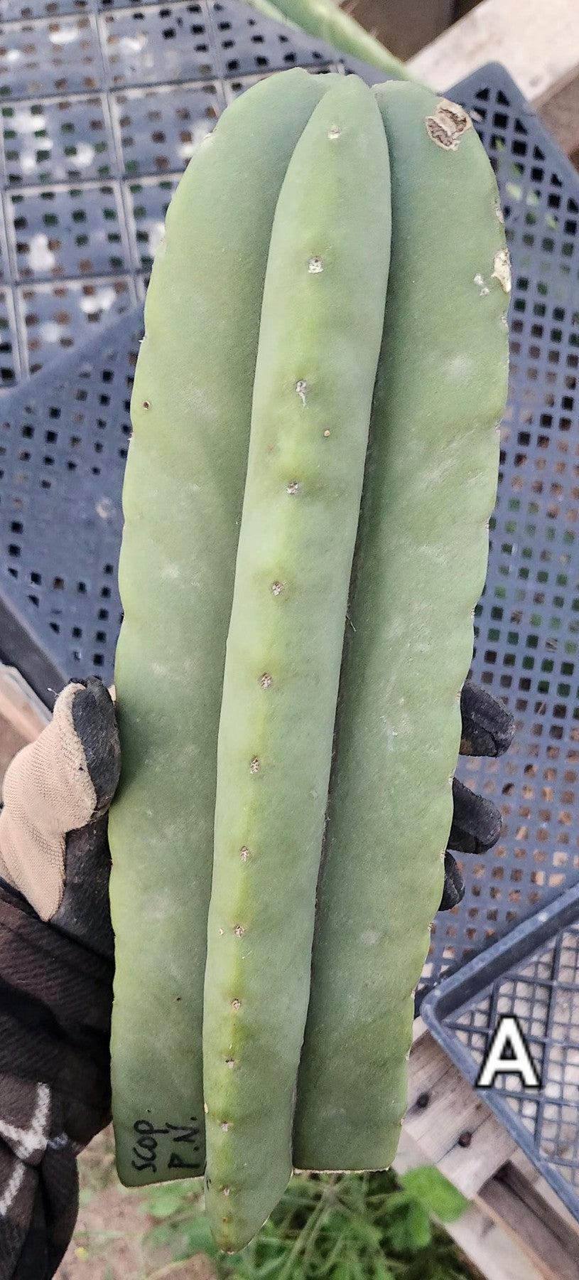 #EC306 EXACT Trichocereus Scopulicola Patrick Noll Cactus Cuttings-Cactus - Large - Exact-The Succulent Source