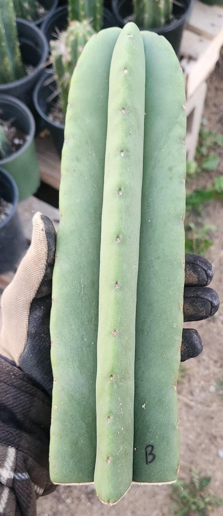 #EC306 EXACT Trichocereus Scopulicola Patrick Noll Cactus Cuttings-Cactus - Large - Exact-The Succulent Source