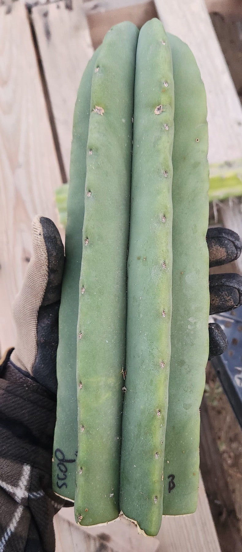 #EC306 EXACT Trichocereus Scopulicola Patrick Noll Cactus Cuttings-Cactus - Large - Exact-The Succulent Source