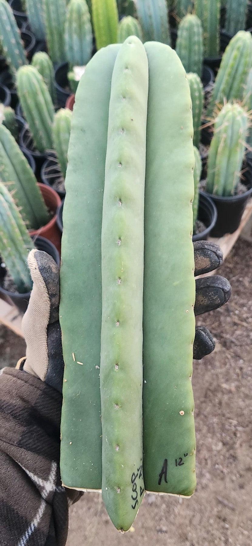 #EC306 EXACT Trichocereus Scopulicola Patrick Noll Cactus Cuttings-Cactus - Large - Exact-The Succulent Source