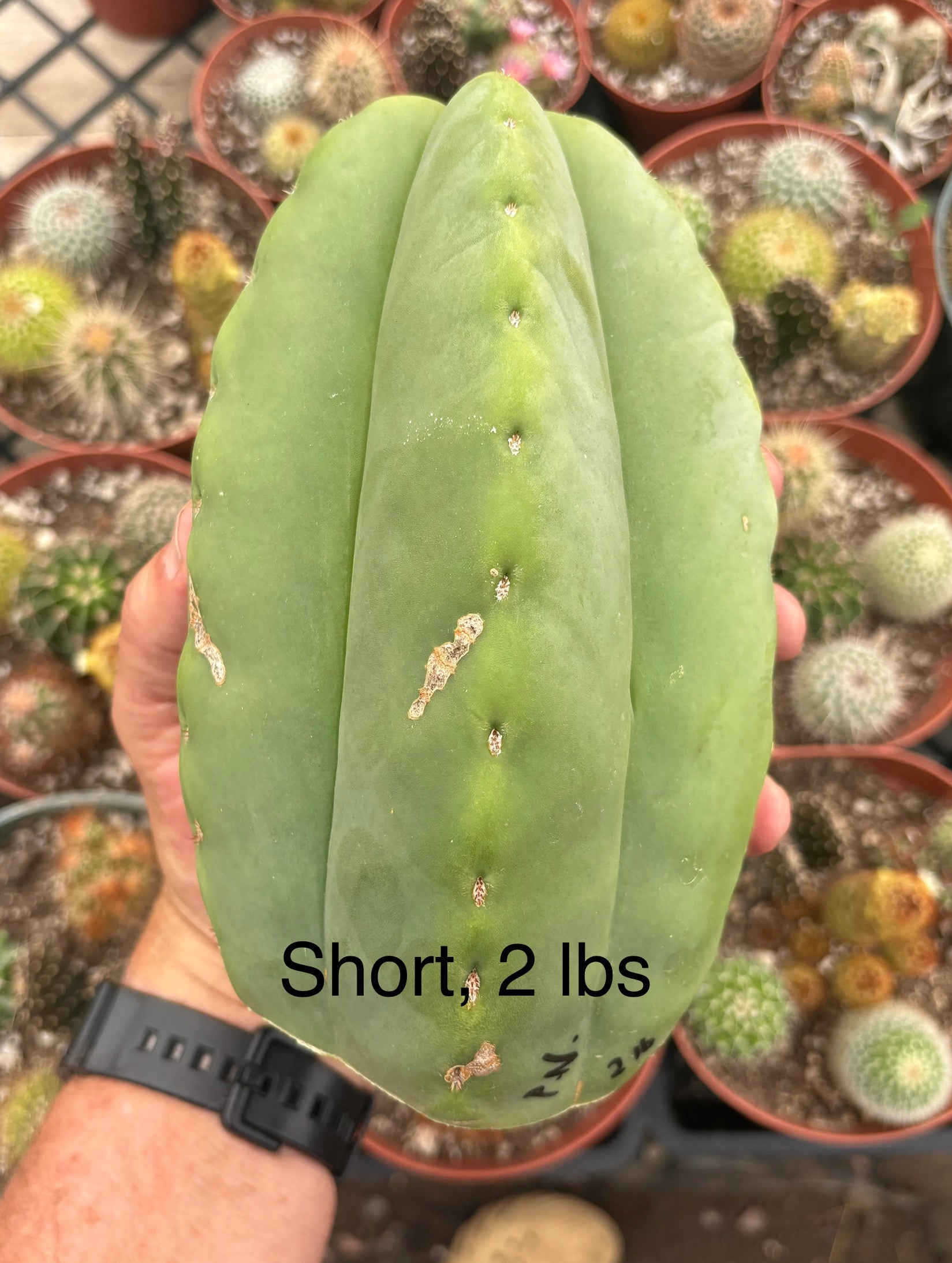 #EC306 EXACT Trichocereus Scopulicola Patrick Noll Cactus Cuttings-Cactus - Large - Exact-The Succulent Source