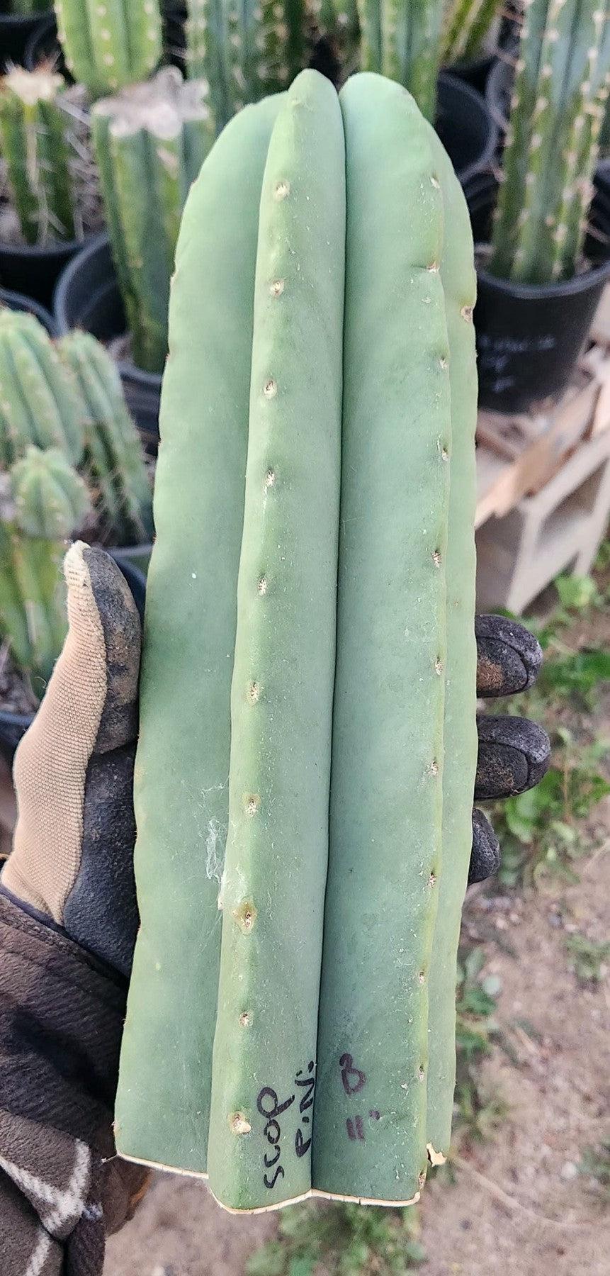 #EC306 EXACT Trichocereus Scopulicola Patrick Noll Cactus Cuttings-Cactus - Large - Exact-The Succulent Source