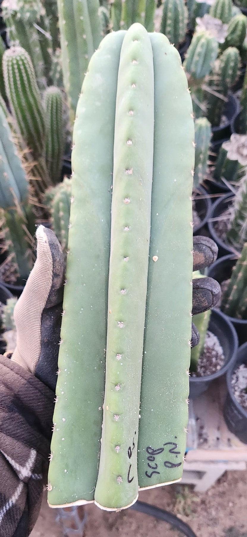 #EC306 EXACT Trichocereus Scopulicola Patrick Noll Cactus Cuttings-Cactus - Large - Exact-The Succulent Source