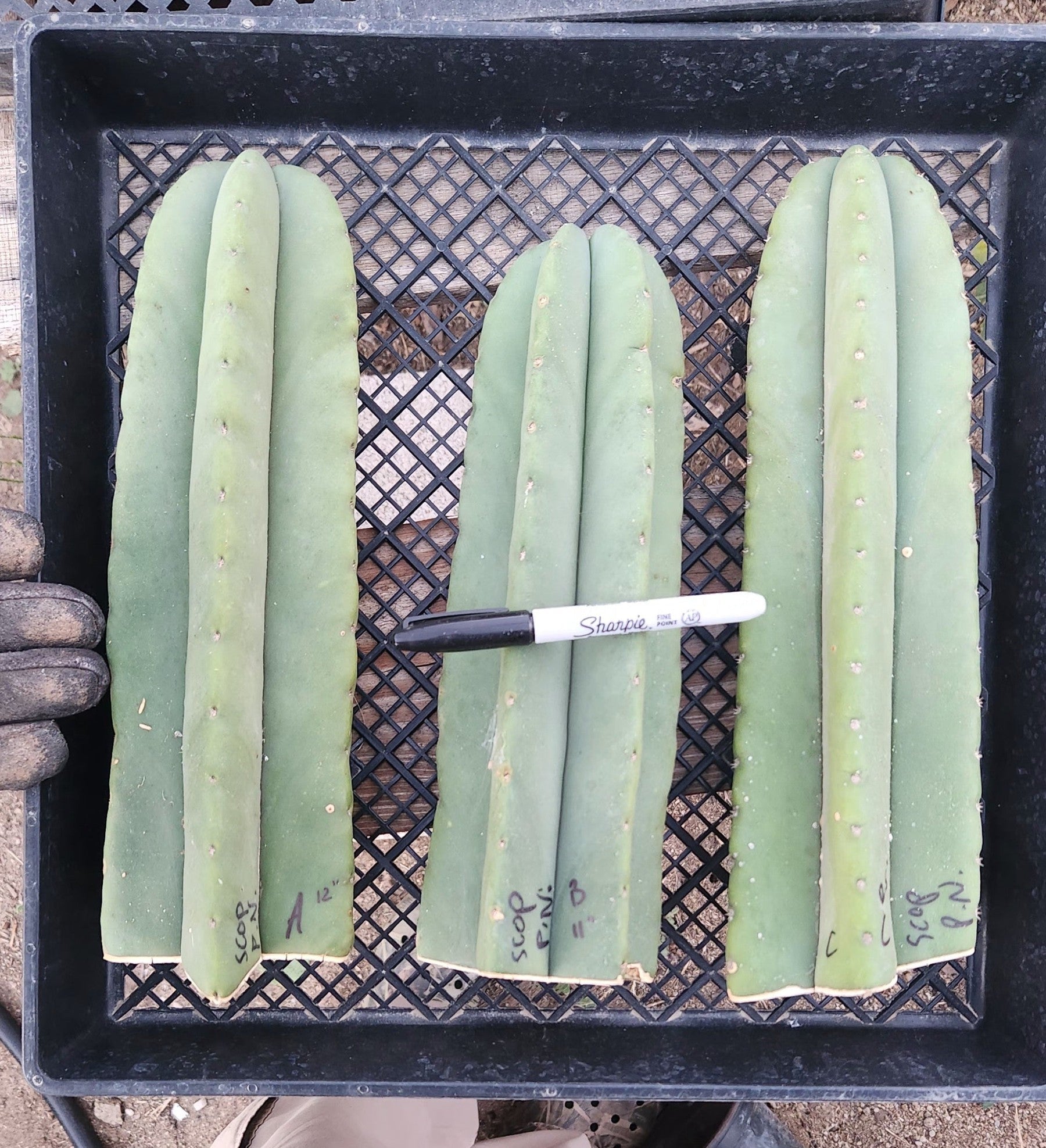 #EC306 EXACT Trichocereus Scopulicola Patrick Noll Cactus Cuttings-Cactus - Large - Exact-The Succulent Source