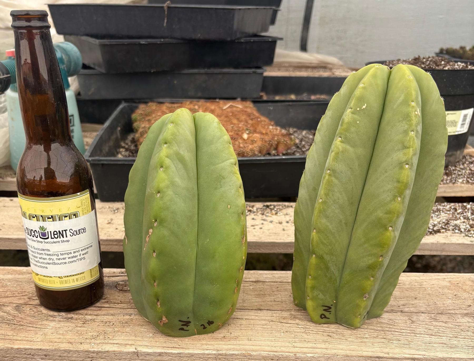 #EC306 EXACT Trichocereus Scopulicola Patrick Noll Cactus Cuttings-Cactus - Large - Exact-The Succulent Source