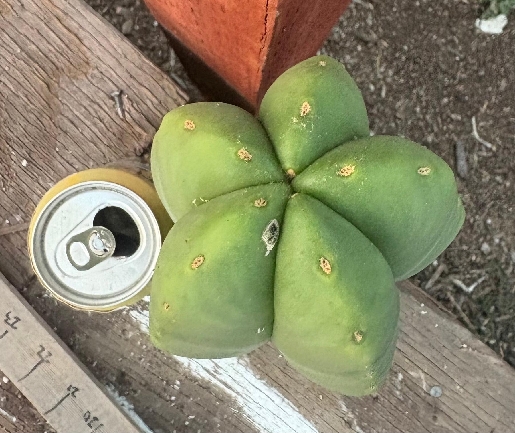 #EC306 EXACT Trichocereus Scopulicola Scop Patrick Noll Cactus Cuttings-Cactus - Large - Exact-The Succulent Source