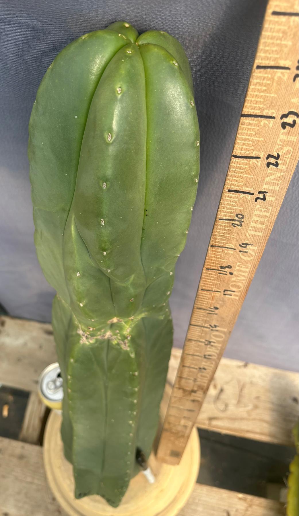 #EC306 EXACT Trichocereus Scopulicola Scop Patrick Noll Cactus Cuttings-Cactus - Large - Exact-The Succulent Source