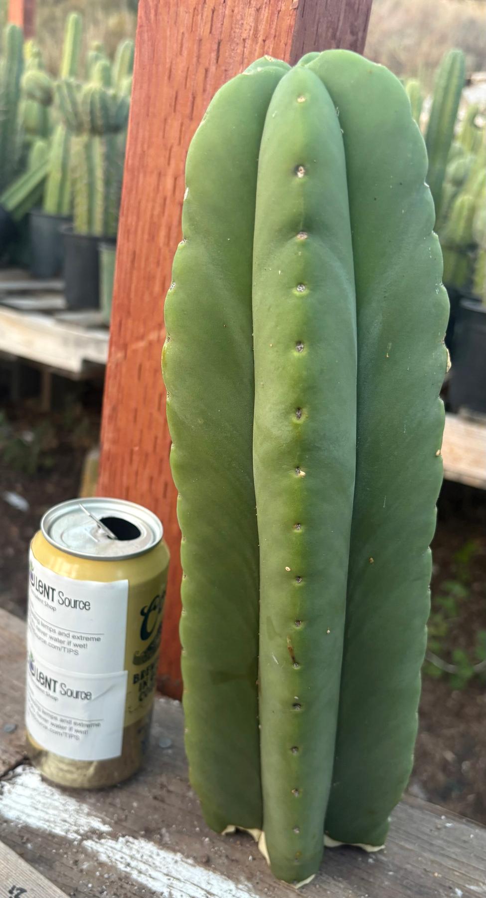 #EC306 EXACT Trichocereus Scopulicola Scop Patrick Noll Cactus Cuttings-Cactus - Large - Exact-The Succulent Source
