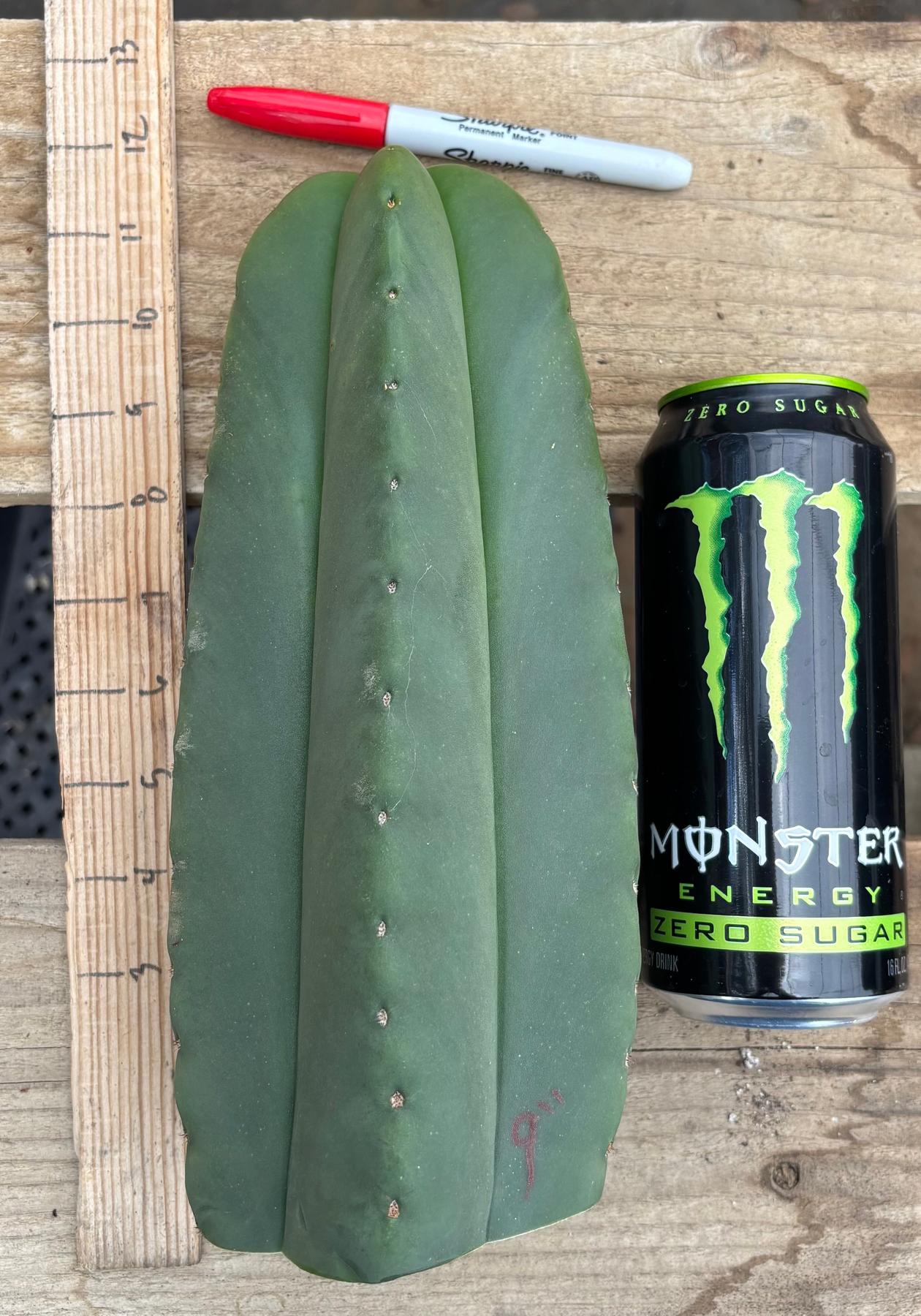 #EC306 EXACT Trichocereus Scopulicola Scop Patrick Noll Cactus Cuttings-Cactus - Large - Exact-The Succulent Source