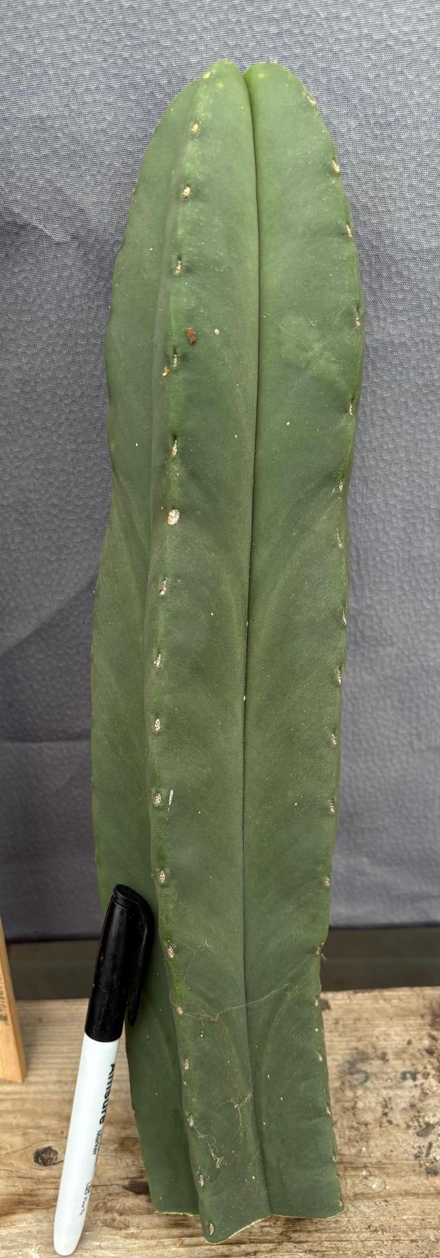 #EC306 EXACT Trichocereus Scopulicola Scop Patrick Noll Cactus Cuttings-Cactus - Large - Exact-The Succulent Source