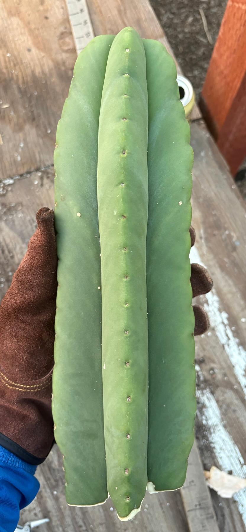 #EC306 EXACT Trichocereus Scopulicola Scop Patrick Noll Cactus Cuttings-Cactus - Large - Exact-The Succulent Source