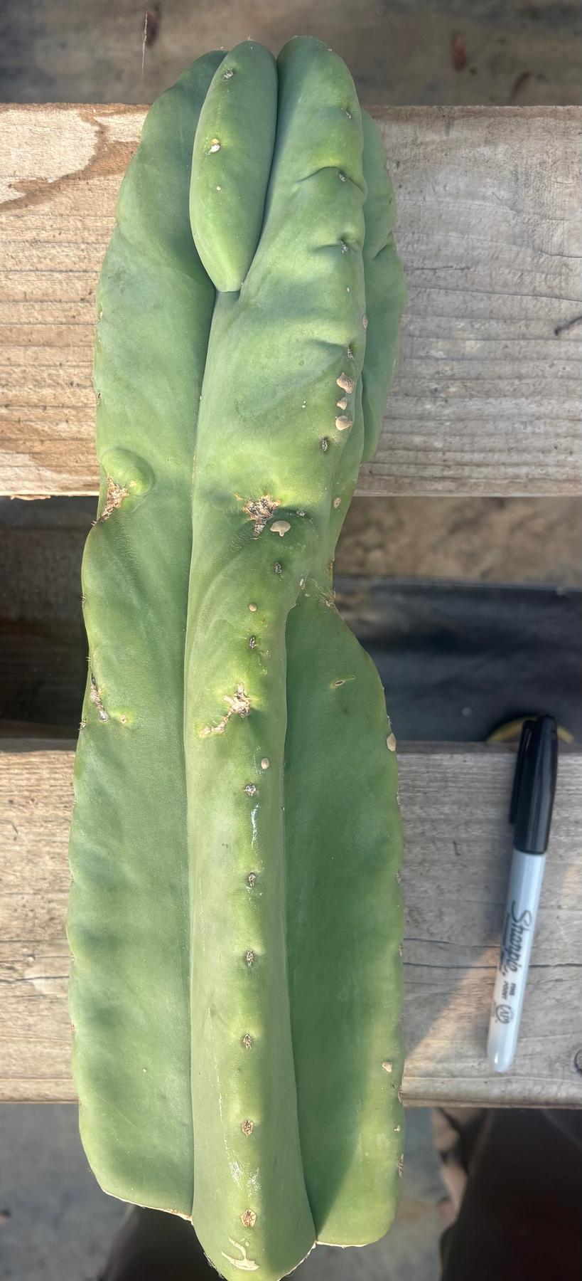 #EC306 EXACT Trichocereus Scopulicola Scop Patrick Noll Cactus Cuttings-Cactus - Large - Exact-The Succulent Source
