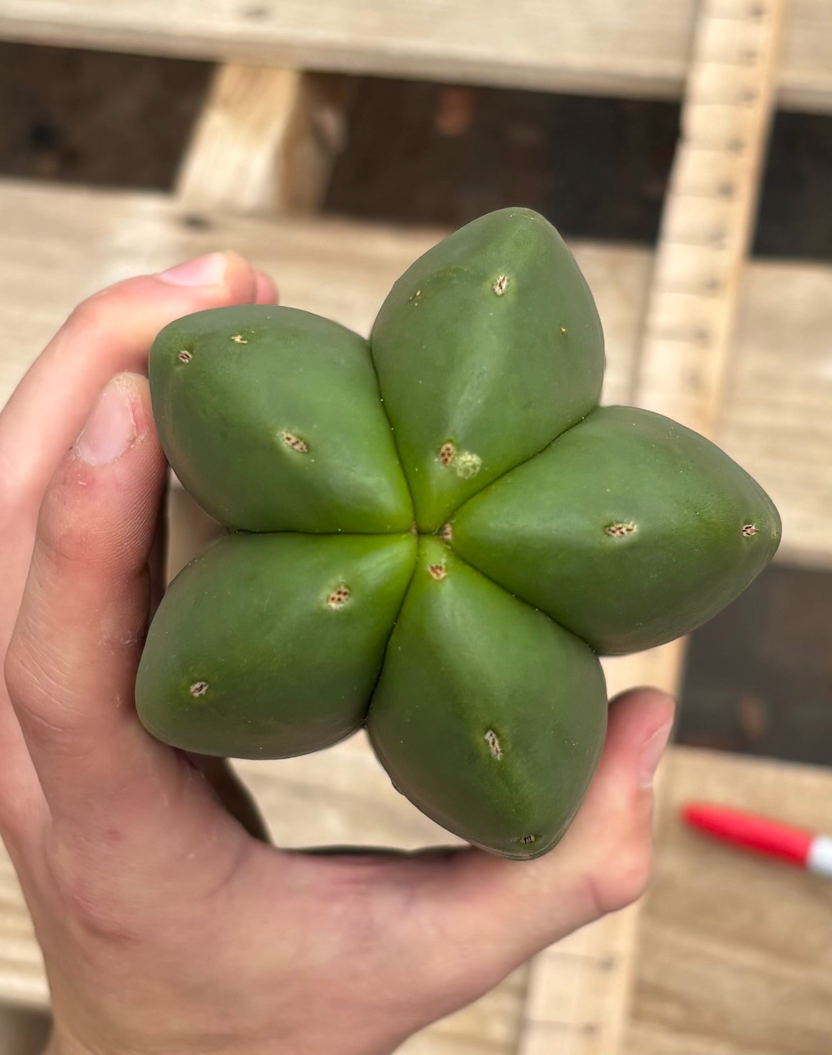 #EC306 EXACT Trichocereus Scopulicola Scop Patrick Noll Cactus Cuttings-Cactus - Large - Exact-The Succulent Source