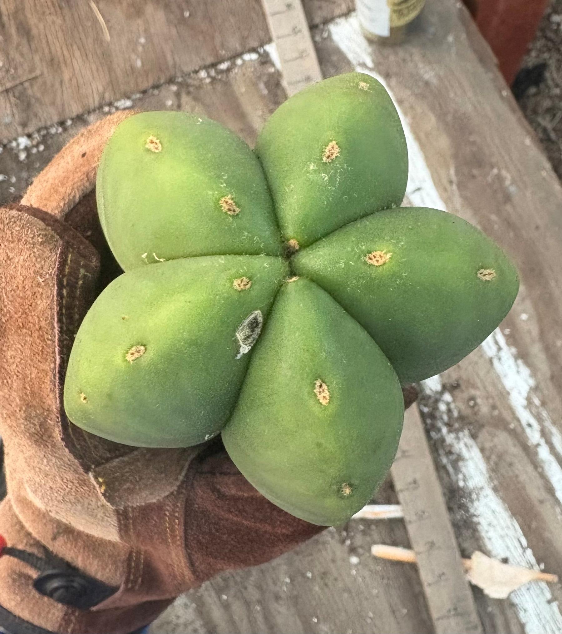 #EC306 EXACT Trichocereus Scopulicola Scop Patrick Noll Cactus Cuttings-Cactus - Large - Exact-The Succulent Source