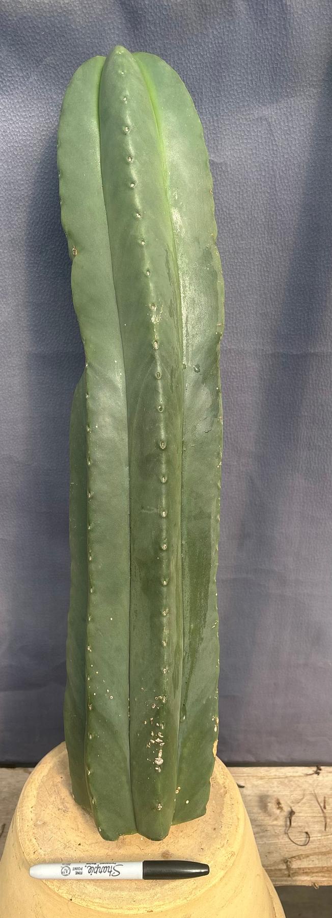#EC306 EXACT Trichocereus Scopulicola Scop Patrick Noll Cactus Cuttings-Cactus - Large - Exact-The Succulent Source