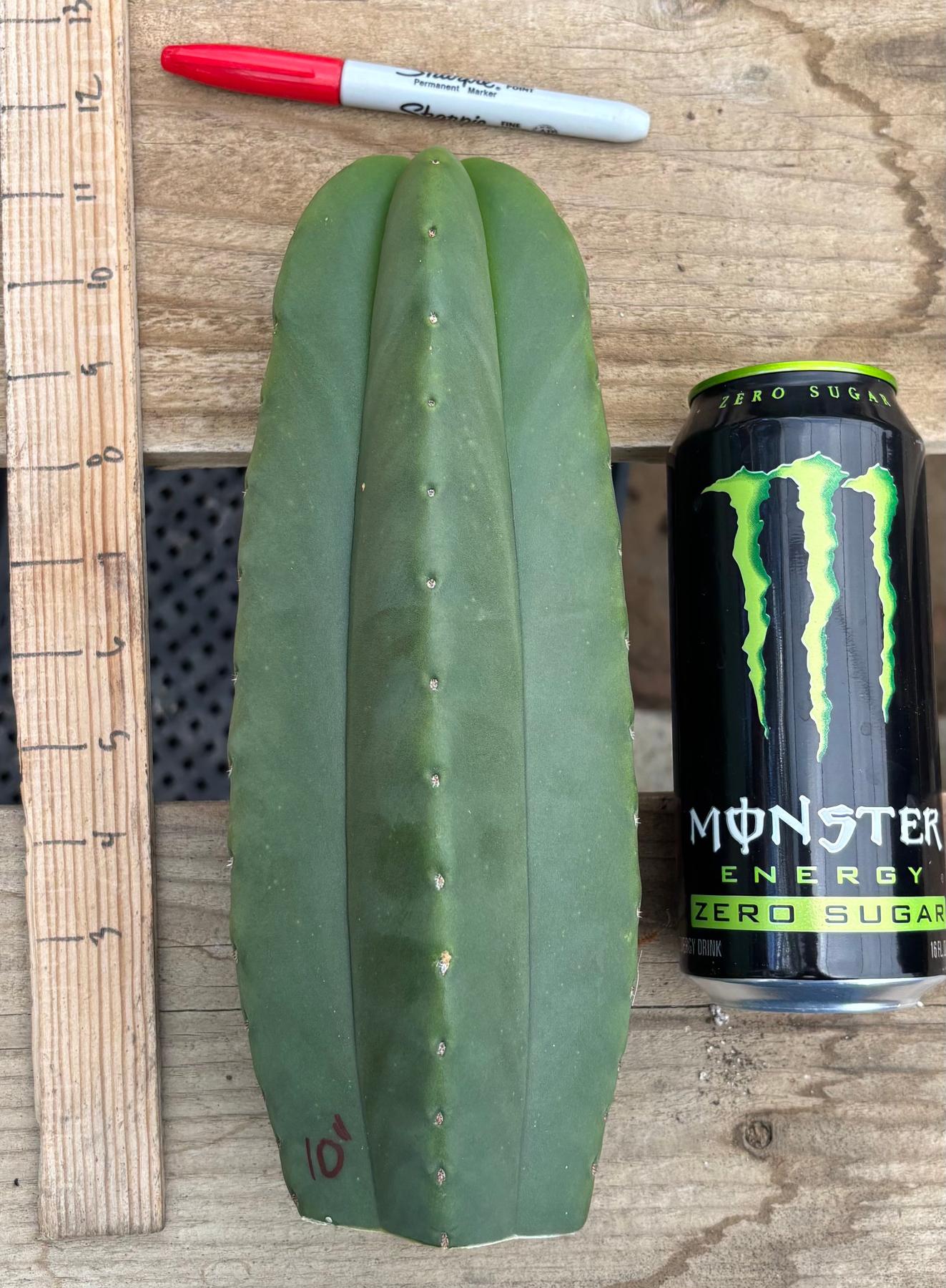#EC306 EXACT Trichocereus Scopulicola Scop Patrick Noll Cactus Cuttings-Cactus - Large - Exact-The Succulent Source