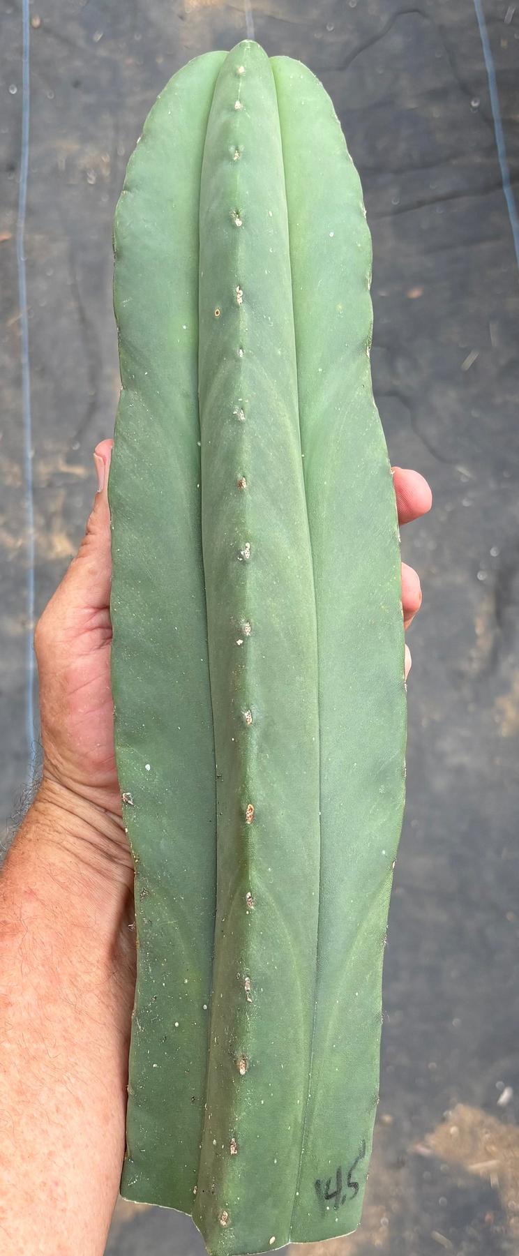 #EC306 EXACT Trichocereus Scopulicola Scop Patrick Noll Cactus Cuttings-Cactus - Large - Exact-The Succulent Source