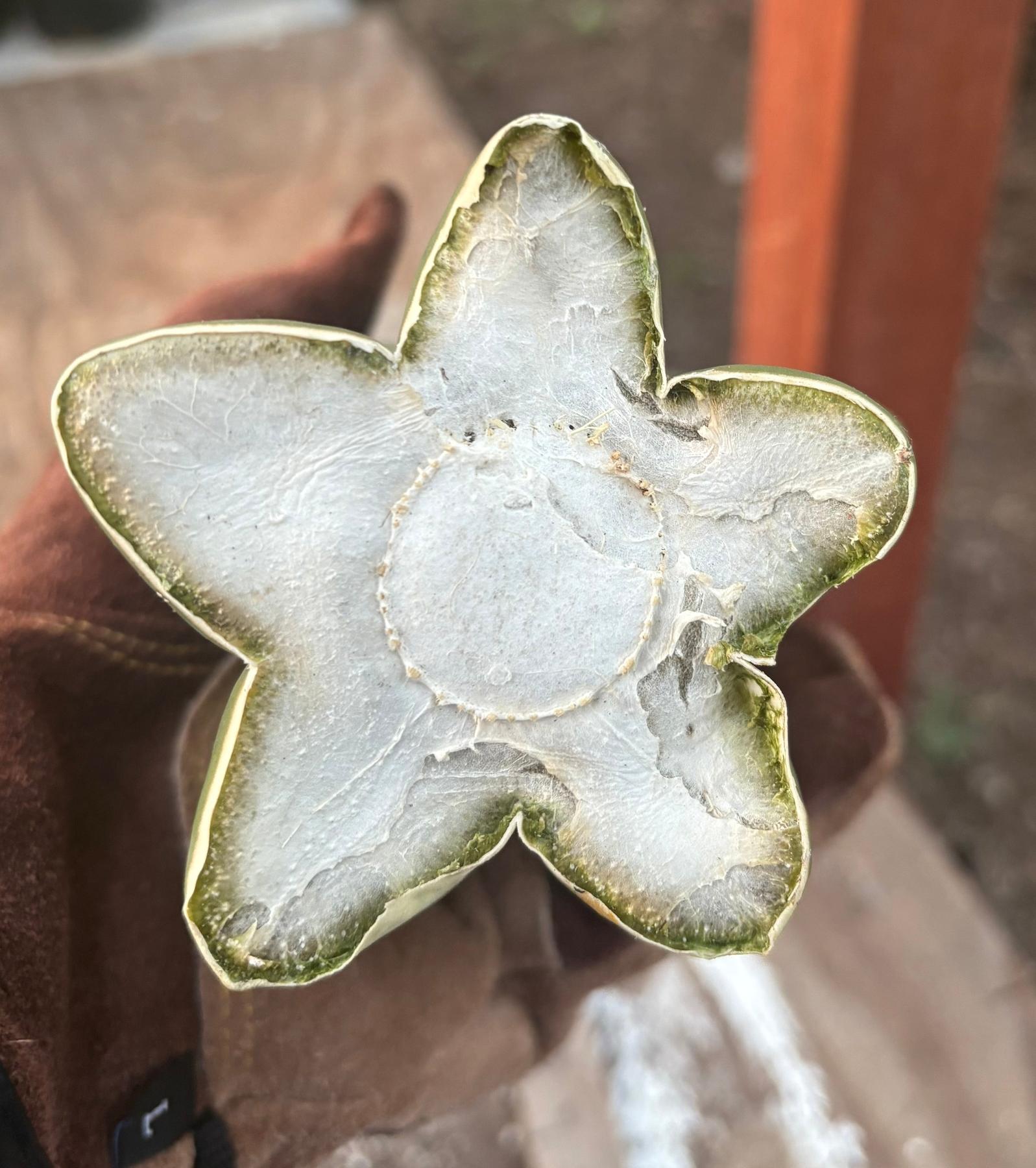 #EC306 EXACT Trichocereus Scopulicola Scop Patrick Noll Cactus Cuttings-Cactus - Large - Exact-The Succulent Source