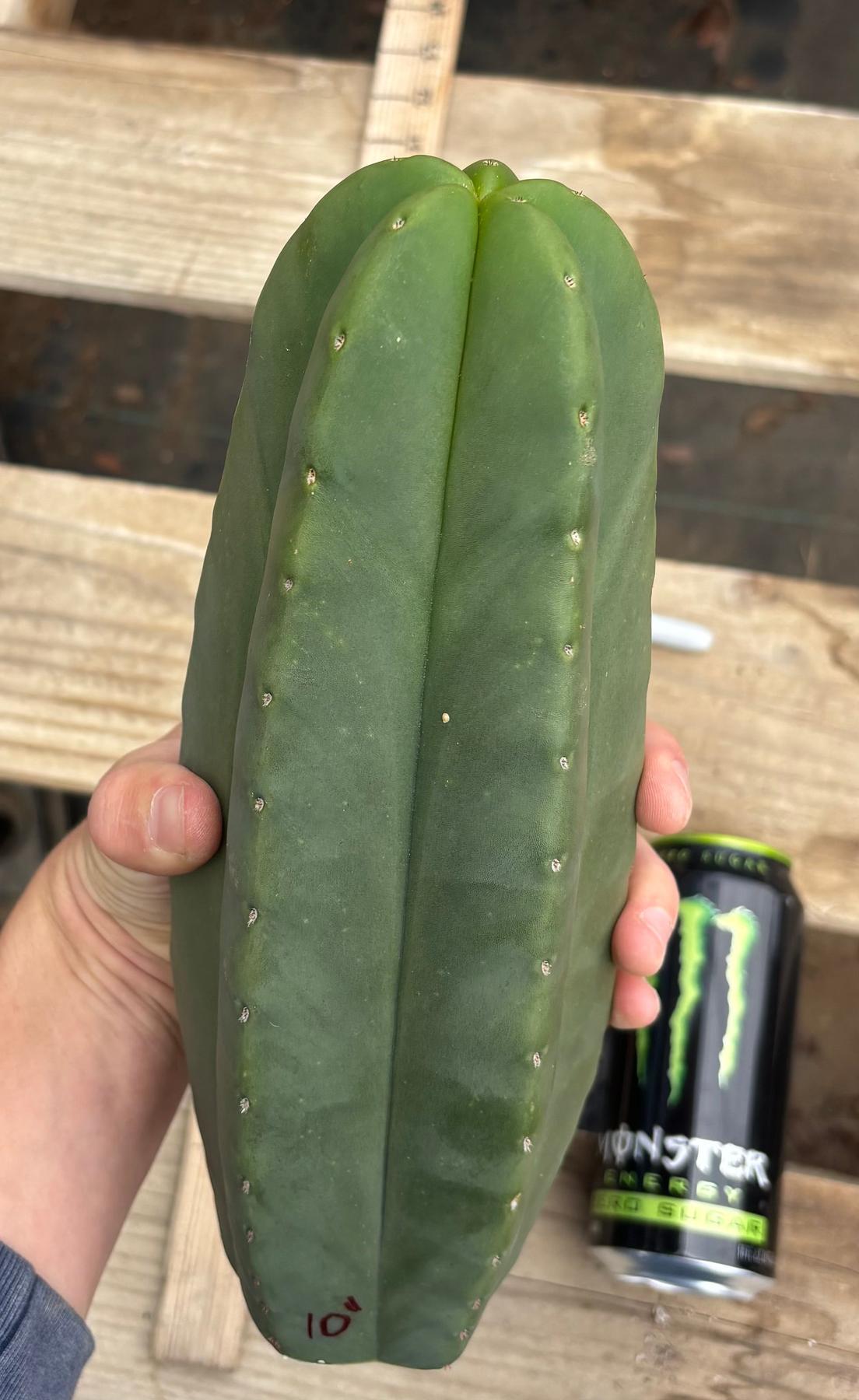 #EC306 EXACT Trichocereus Scopulicola Scop Patrick Noll Cactus Cuttings-Cactus - Large - Exact-The Succulent Source