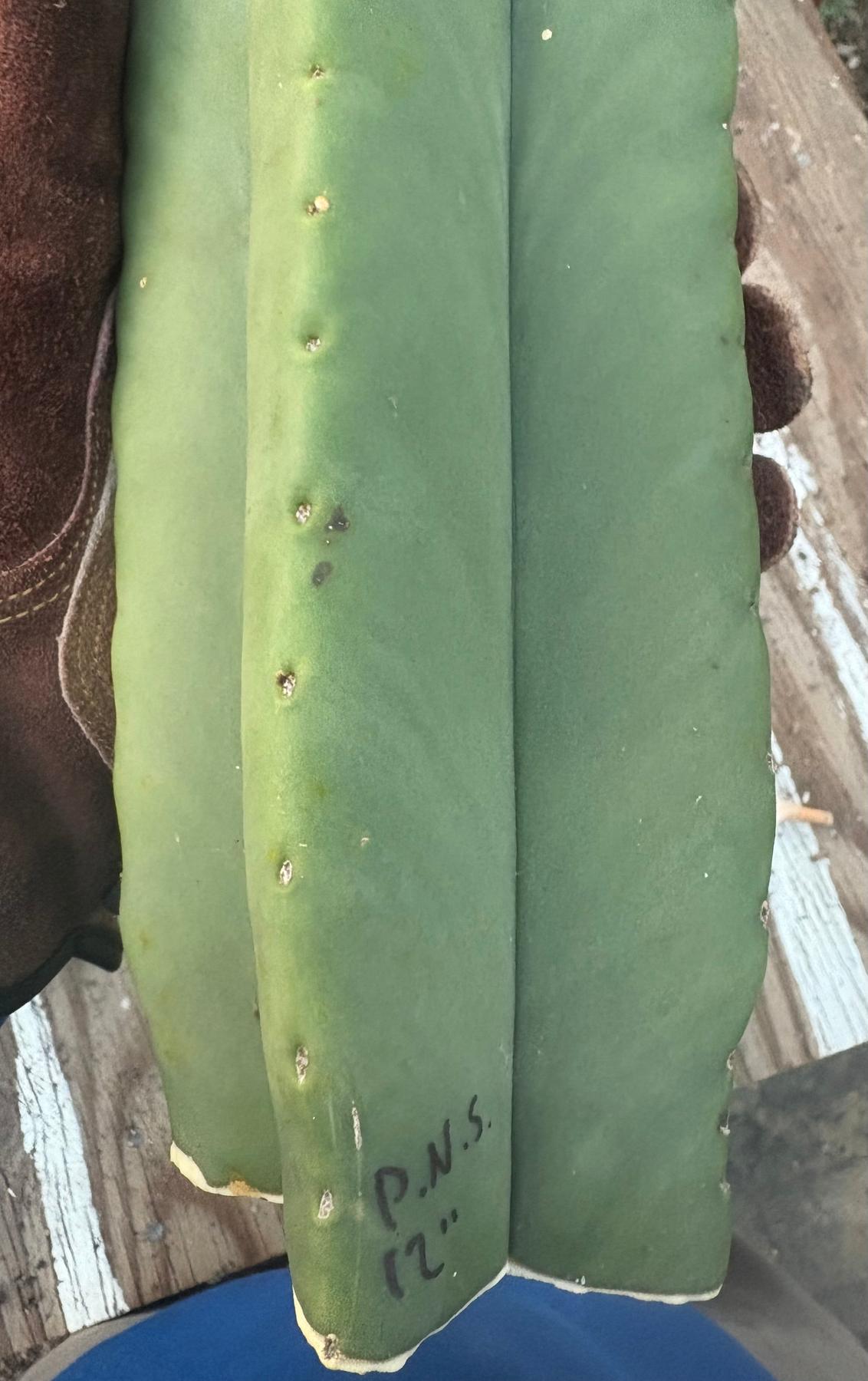 #EC306 EXACT Trichocereus Scopulicola Scop Patrick Noll Cactus Cuttings-Cactus - Large - Exact-The Succulent Source
