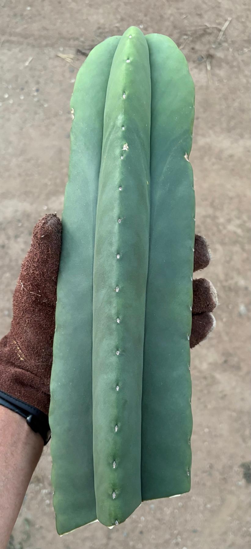 #EC306 EXACT Trichocereus Scopulicola Scop Patrick Noll Cactus Cuttings-Cactus - Large - Exact-The Succulent Source